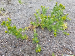 Matricaria discoidea