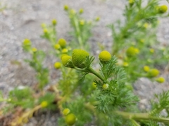 Matricaria discoidea