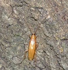 Parcoblatta virginica