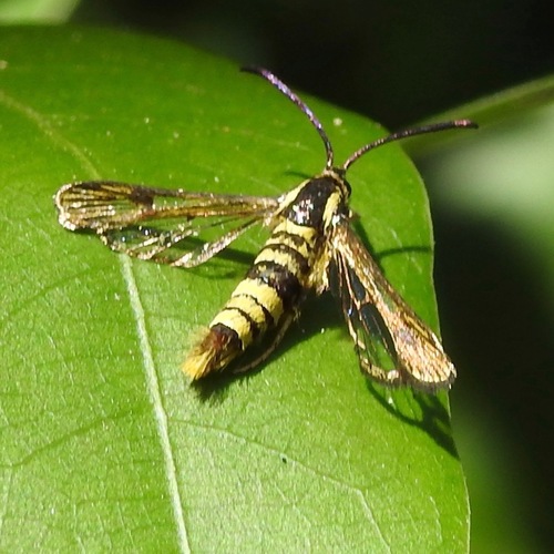 Sycamore Borer Moth photo 5