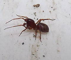 Mecysmauchenius segmentatus