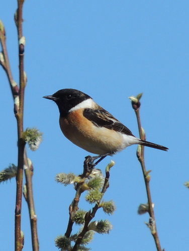 Siberian Stonechat (Saxicola maurus), photo 3