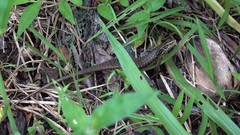 Trachylepis comorensis