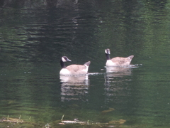Branta canadensis