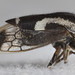 Ophiderma definita - Photo (c) solomon hendrix, some rights reserved (CC BY-NC), uploaded by solomon hendrix