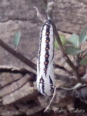 Acraea terpsicore