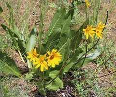 Balsamorhiza