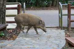 Sus scrofa moupinensis