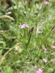 Dianthus armeria