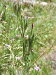 Dianthus armeria