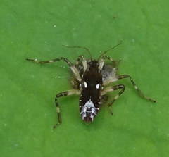 Platyvelia brachialis