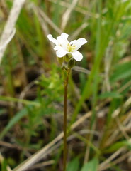 Arabis nuttallii