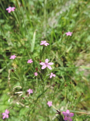 Dianthus armeria