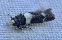 Recurvaria leucatella