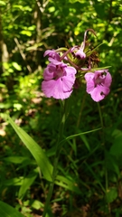 Platanthera peramoena