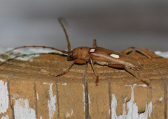 Eburia quadrigeminata