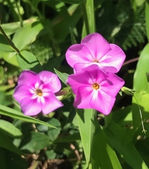Phlox ovata