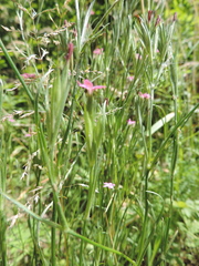 Dianthus armeria