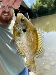 Lepomis gibbosus × macrochirus