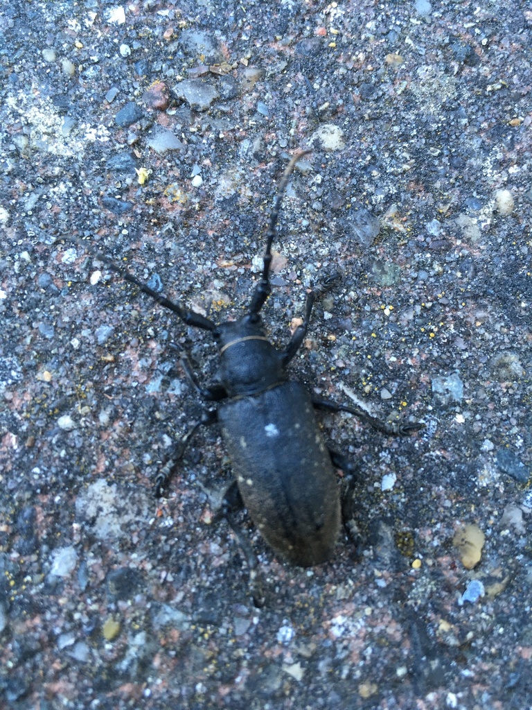 Weaver Beetle