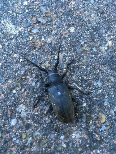 Weaver Beetle