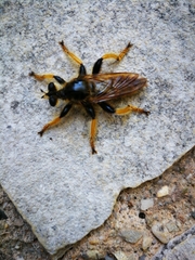 Pogonosoma maroccanum