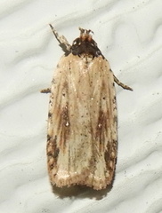 Agonopterix atrodorsella