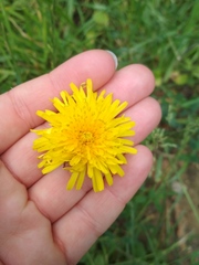 Taraxacum officinale