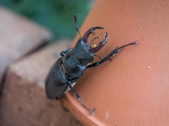 Lucanus