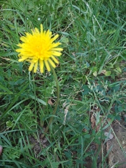 Taraxacum officinale