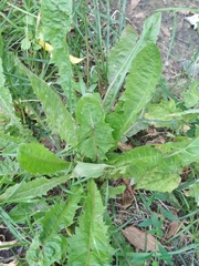 Taraxacum officinale