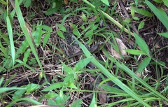 Trachylepis comorensis