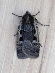 Parabagrotis exsertistigma