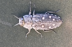 Chrysobothris octocola