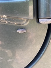 Chrysobothris octocola