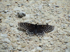 Euphydryas phaeton ozarkae