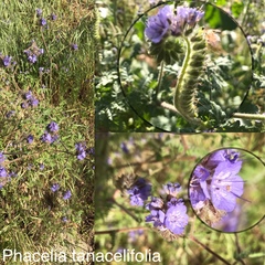 Phacelia tanacetifolia