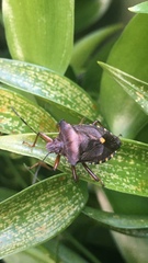 Pentatoma rufipes