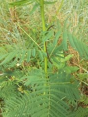 Desmanthus illinoensis