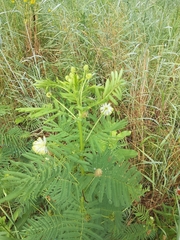 Desmanthus illinoensis