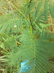 Desmanthus illinoensis