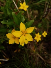 Lysimachia azorica