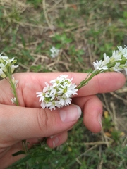 Berteroa incana