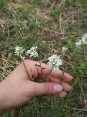 Berteroa incana