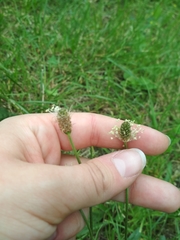 Plantago lanceolata
