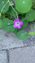 Agrostemma githago