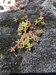 Portulaca smallii