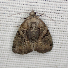 Pseudeustrotia indeterminata