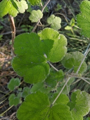Ribes viscosissimum