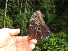 Morpho helenor peleides